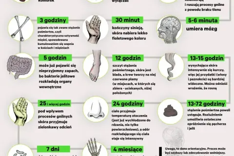 Grafika przedstawia etapy rozkładu ciała po śmierci, od pierwszych minut do miesięcy. Sekcja zwłok jest tu ukazana w sposób naukowy.