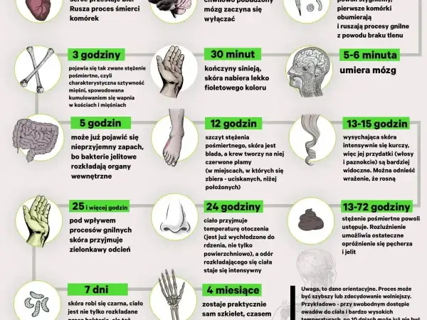 Grafika przedstawia etapy rozkładu ciała po śmierci, od pierwszych minut do miesięcy. Sekcja zwłok jest tu ukazana w sposób naukowy.